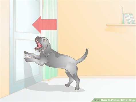 How to Prevent UTI in Dogs: 10 Steps (with Pictures) - wikiHow