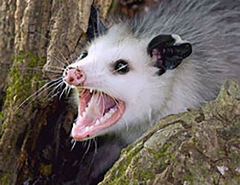 14 things you don't know about the opossum - pennlive.com