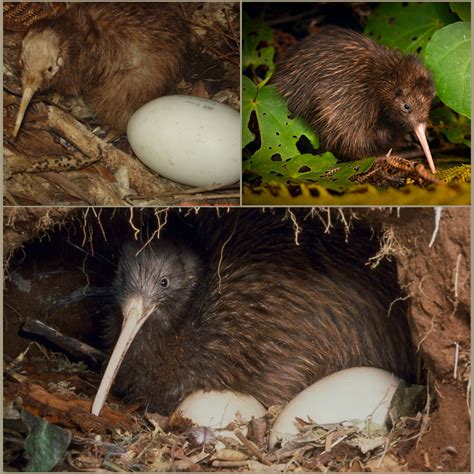 The brown kiwi holds the world record for the largest egg-to-body size ...