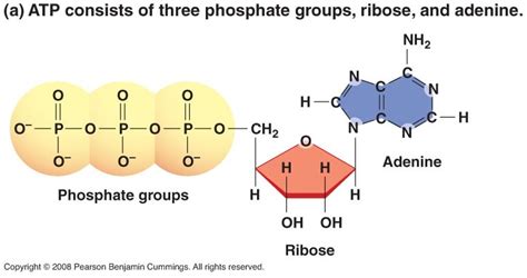 Atp Diagram