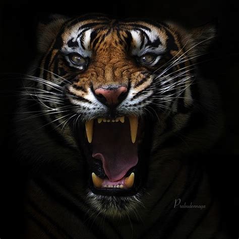 Tiger Photography | 30+ Tigers Photos That Will Leave You Spellbound ...