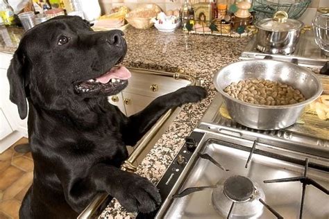 Dog Black Labrador with paws up on kitchen counter looking (Photos Framed,...) #1452945