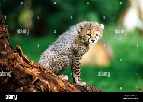 zoology / animals, mammal / mammalian, cheetah, (Acinonyx jubatus ...