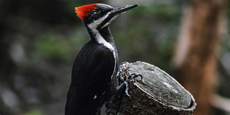 Birdwatching - Acadia National Park (U.S. National Park Service)