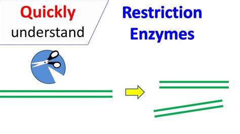 Restriction Enzymes - YouTube