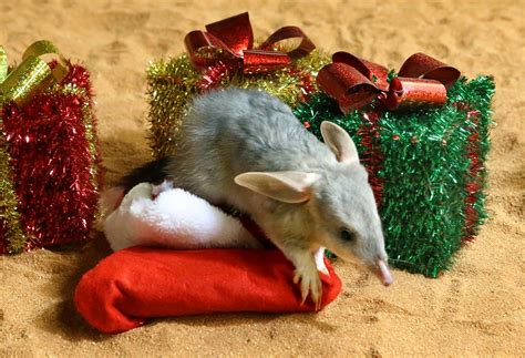 And the winner is: Naming Competition for Baby Bilby - Ipswich First