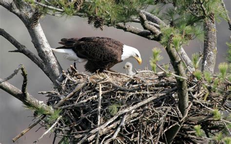 Eagle Nests - Delaware Highlands Conservancy