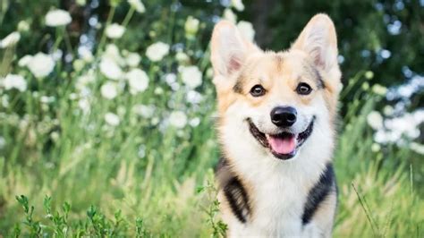 Guide to Pet Insurance Costs and Coverage | AKC Pet Insurance