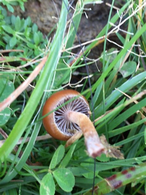 Could these be psilocybe fimetaria? ( south wales ) : r/Mushrooms