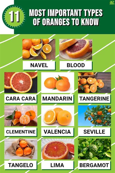 The 11 Most Important Types of Oranges to Know: Taste and Where Each Grows - A-Z Animals