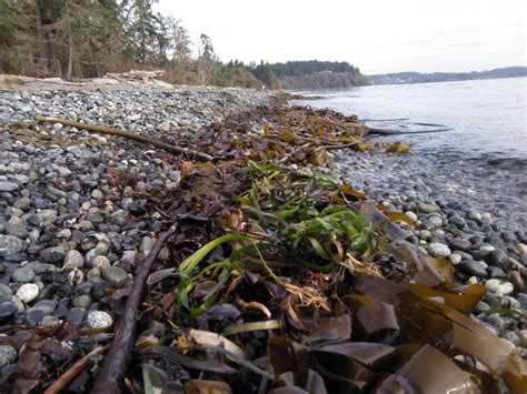 Eel grass Distribution along Parry Bay | MetchosinCoastal