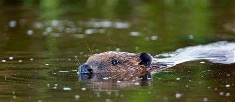 National Trust announces first beaver reintroductions - Inside Ecology