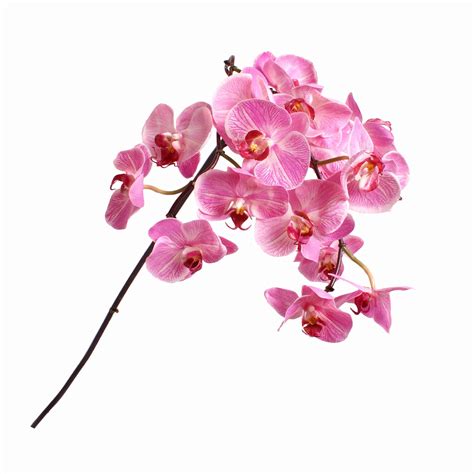 Silk Phalaenopsis Orchid Flower Stem Hot Pink - Shop | Lifelike Flowers