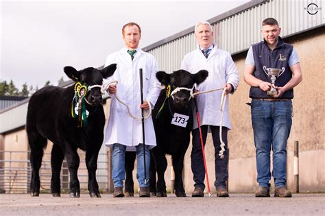 Northern Ireland Aberdeen Angus Club Calf Show 2023 - Aberdeen-Angus ...