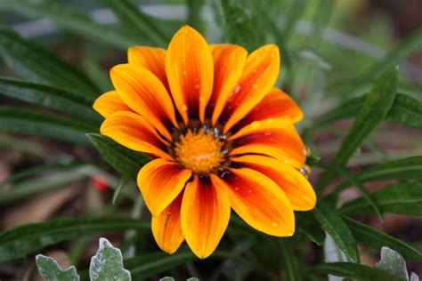 Orange Daisy by Nette3855 on DeviantArt