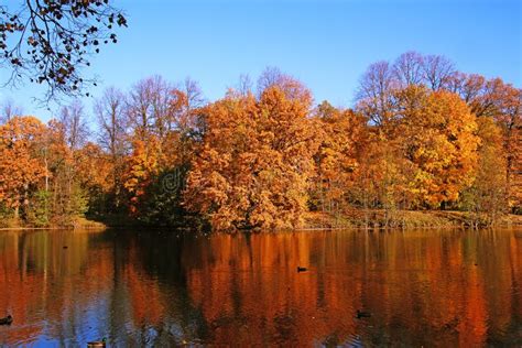 Autumn trees by the river stock photo. Image of forest - 129849448