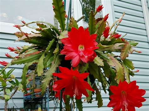 Red Orchid Cactus disocactus Ackermannii | Etsy