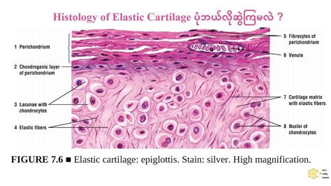 How to draw histology of elastic cartilage ? - YouTube