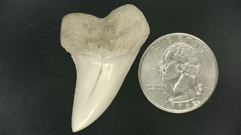 shark tooth hill isurus planus shark tooth 15 for sale