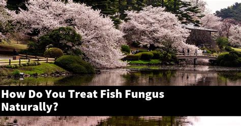 How Do You Treat Fish Fungus Naturally? [2024 Guide] - Gold Koi Fish