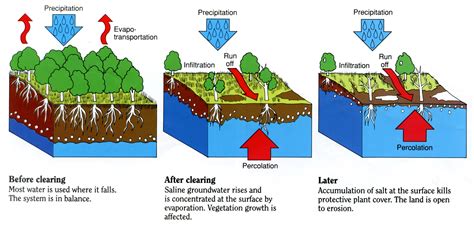 Does Salt Water Affect Plants at Paul Welcome blog