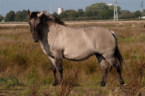 Konik Horse Info, Origin, History, Pictures