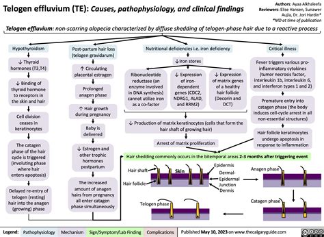 Telogen Effluvium | Calgary Guide