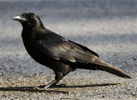 Door to Nature: The Corvid Family of Birds - Door County Pulse