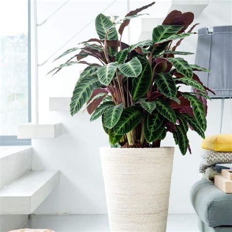 11 Best Air Purifying Indoor Plants That Grow In Low Light - Making Home Pretty