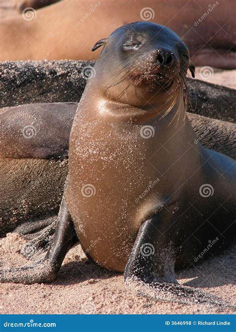 Baby seal stock photo. Image of environment, nature, mammal - 3646998