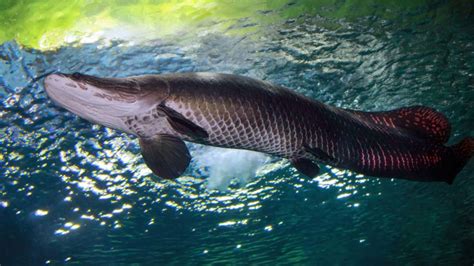 5 Facts About the Arapaima Fish | Mental Floss