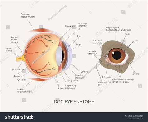 Dog Eye Anatomy Buy Now | www.pinnaxis.com