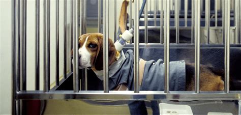 Animal Testing - Humane Society International