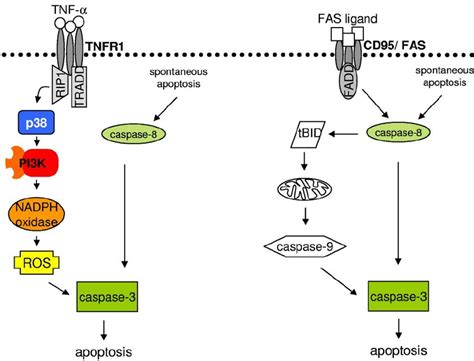 Working model of TNF- ␣ - and FAS ligand–induced neutrophil apoptosis.... | Download Scientific ...