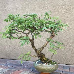 20 Best Acacia Bonsai Pictures | Balcony Garden Web