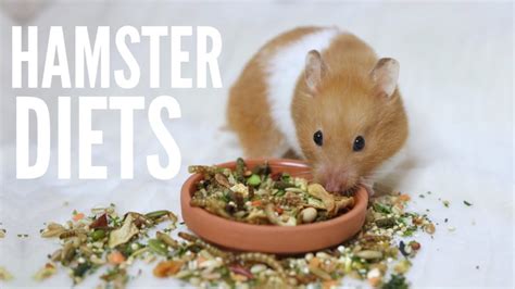 What To Feed Your Hamster Hamster Diets | atelier-yuwa.ciao.jp