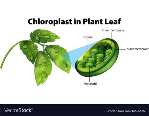 43 chloroplast diagram labeled