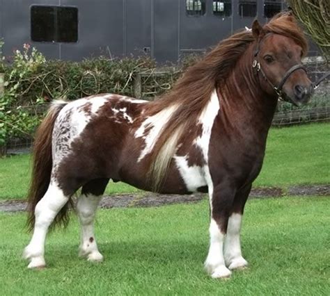 408 best images about American Shetland /Shetland Pony on Pinterest | Photos of, Ponies and Show ...