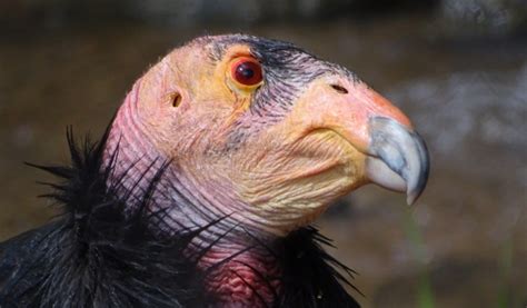 California Condor - Back From The Brink - Animal Corner