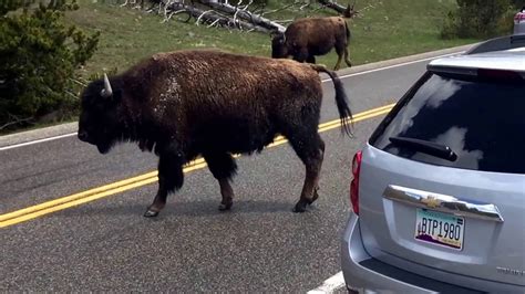 Bison traffic jam- Yellowstone National Park - YouTube