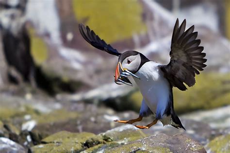 Puffin breeding site - Top Spots for this Photo Theme