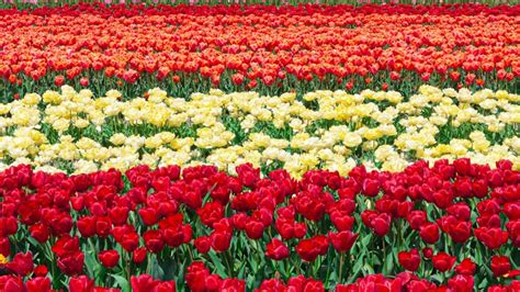 Amsterdam Tulip Season 2023 | Blooming Tulip Fields