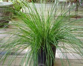 Lomandra longifolia Breeze