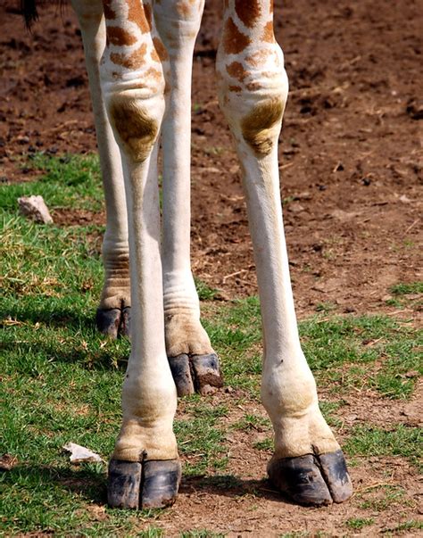 Giraffe feet | Flickr - Photo Sharing!