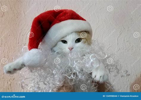 Cat with santa hat stock photo. Image of celebration - 134998044