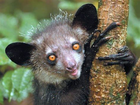 Aye aye Primates, Mammals, Australia Occidental, Flying Lemur, Madagascar Travel, Aye Aye, E ...