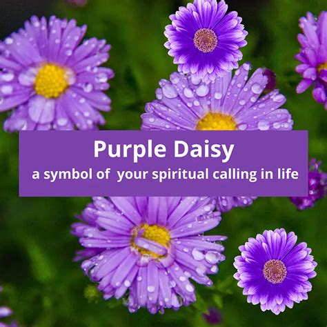 Purple Daisy Symbolic Meaning