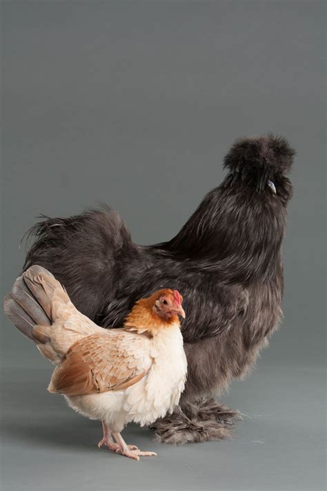 What is a bantam chicken? - My Pet Chicken | Bantam chickens, Pet ...