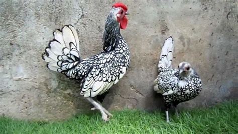 Sebright chicken - Alchetron, The Free Social Encyclopedia