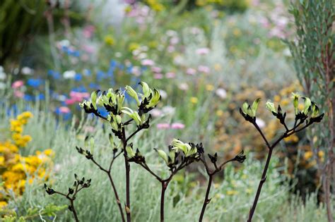 Kings Park Festival: Where the Wildflowers Are - Perth Tourist Centre